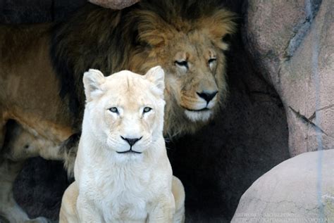 White Lioness 2 by 8TwilightAngel8 on DeviantArt