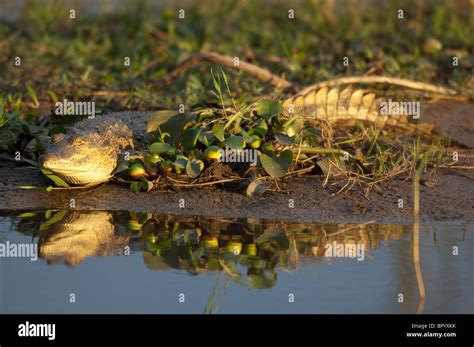 Malawi Crocodile High Resolution Stock Photography and Images - Alamy