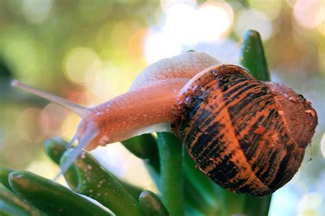 Snail | One of the 5-8 snails living in potted plants on our… | Flickr