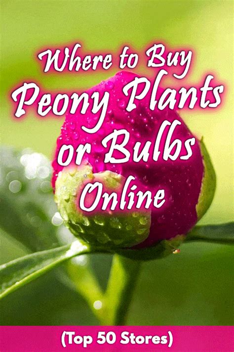 Where to Buy Peony Plants or Bulbs Online (Top 50 Stores)