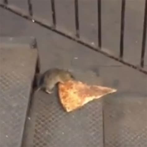 This Rat Carrying a Slice of Pizza Down the Subway Stairs Is Literally All of Us | Complex