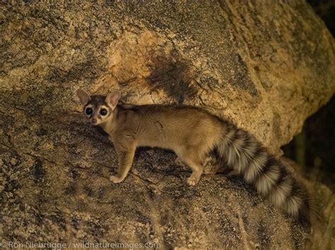 Ringtail | Tucson, Arizona. | Photos by Ron Niebrugge