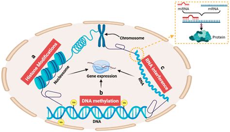 Process Of Dna Methylation