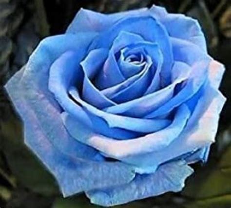 RARE Light Blue ROSE Flower Tree Bush 3 .10 20 or 30 - Etsy