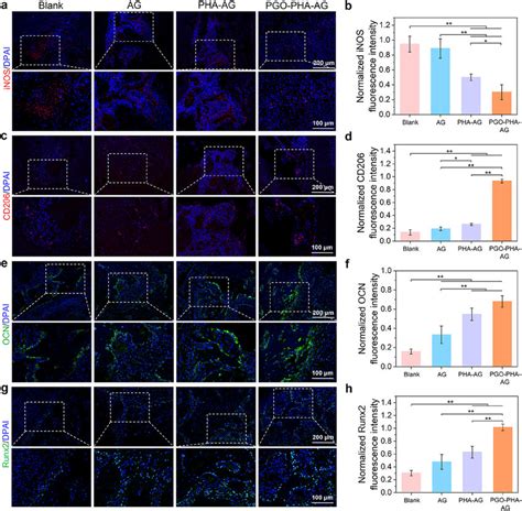 Immunofluorescence staining of defect areas. (a-d) Immunofluorescence... | Download Scientific ...