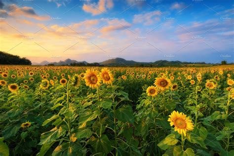 Blooming sunflower field featuring nature, landscape, and sunflower | High-Quality Nature Stock ...