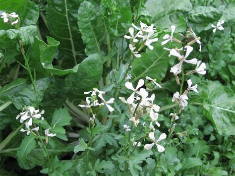 In My Kitchen Garden: Lettuce and Arugula in the Garden, with Step-by ...