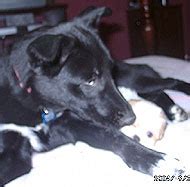 wolf black lab mixed breed dog - online dog encyclopedia - dogs in depth.com