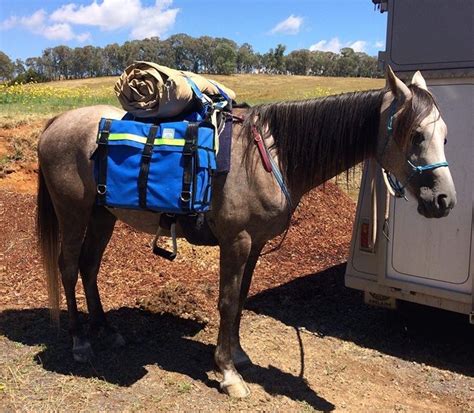 Riding Saddle Pack Conversions Custom - Digger Dog Endures