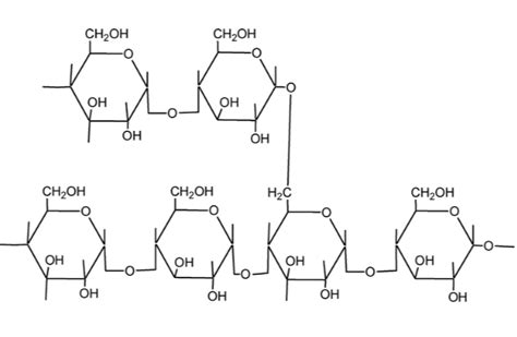 Amylopectin Structure