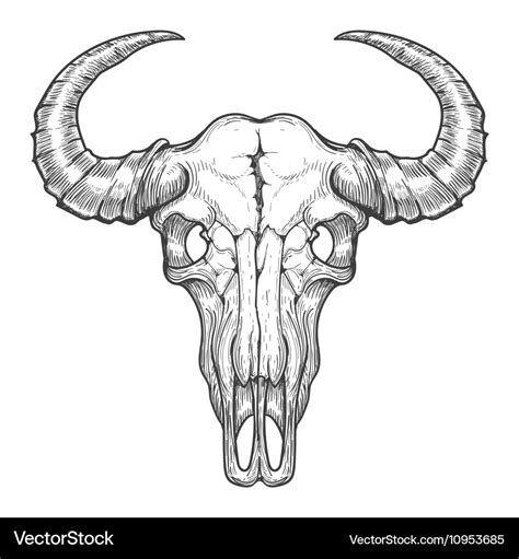 Buffalo skull sketch Royalty Free Vector Image