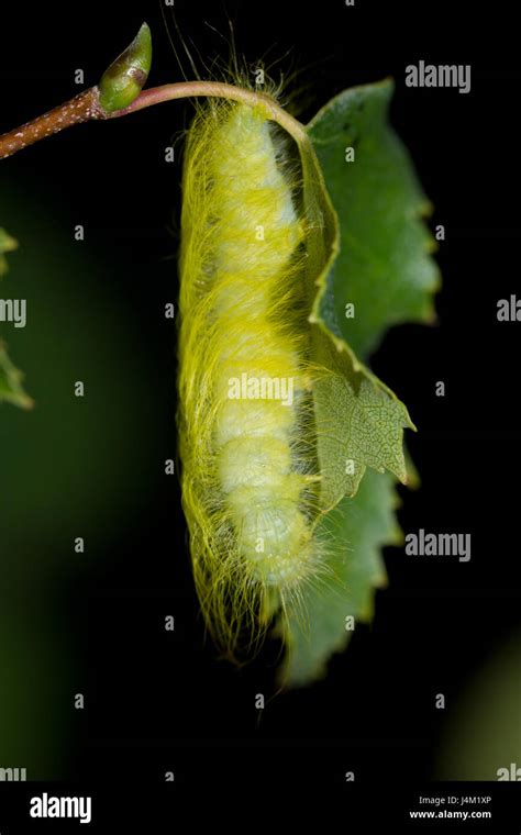 Miller moth larvae Stock Photo - Alamy