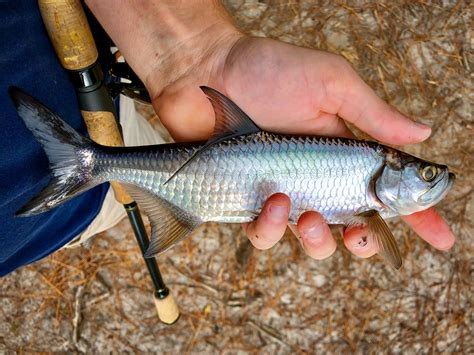 What are Young Tarpon Doing in South Carolina? — SOUTH CAROLINA COASTAL RESOURCES