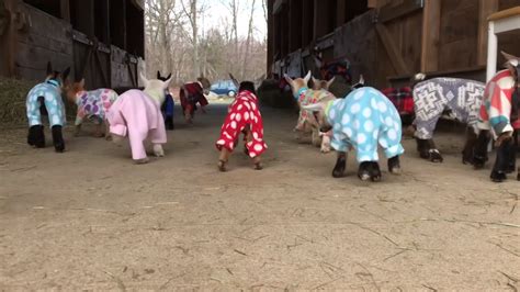 48 Baby Goats Adorably Bounce Back and Forth Across a Barn While Wearing Colorful Pajamas