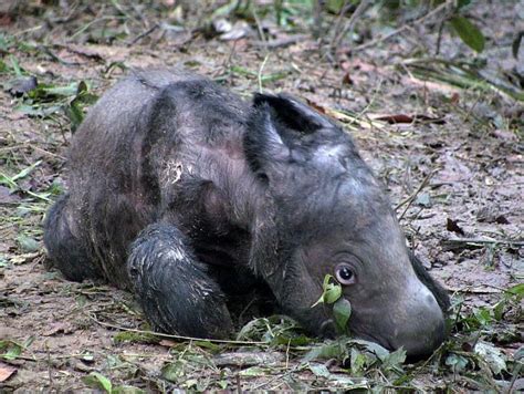 It's a boy! The birth of this Sumatran Rhino calf is a collaborative ...