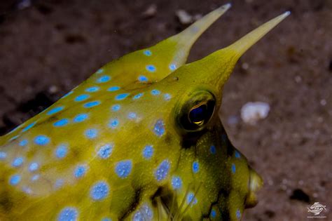 Longhorn Cowfish- Facts and Photographs | Seaunseen