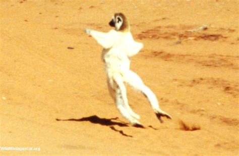 Picture: Dancing sifaka lemur at Berenty