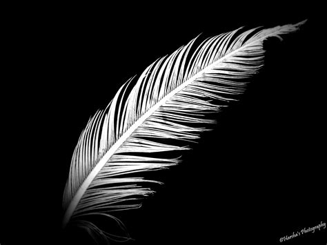 Free photo: White feather - Bird, Feather, Nature - Free Download - Jooinn