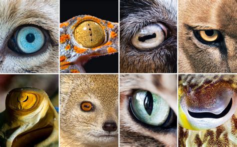 Different Types Of Animal Eyes