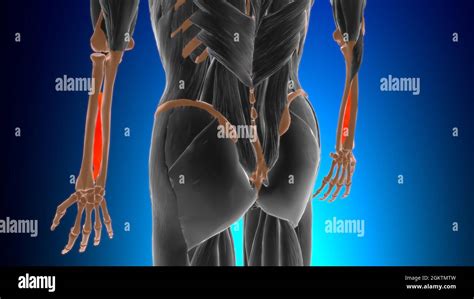 Interosseous membrane forearm Muscle Anatomy For Medical Concept 3D Illustration Stock Photo - Alamy