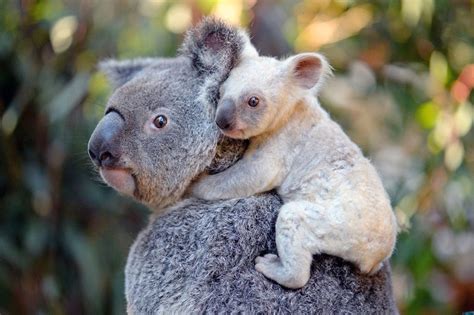 Australia zoo animals names | Animal Big