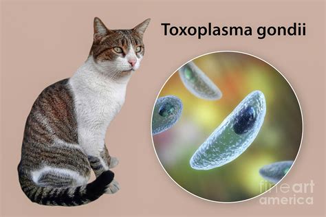 Toxoplasmosis In Cats