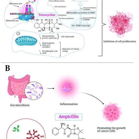 Schematic representation of the mechanism of action of tetracycline (A)... | Download Scientific ...