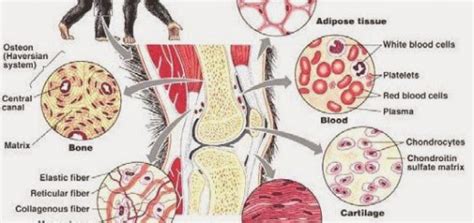 Gambar Jaringan Ikat Longgar – cari