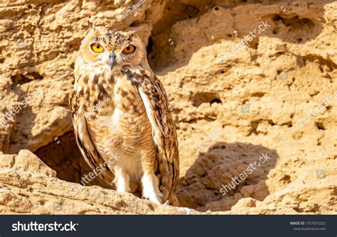 2,579 Desert Owl Images, Stock Photos & Vectors | Shutterstock