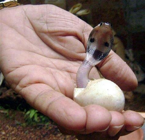 Baby King Cobra...adorable | Colin's stuff | Pinterest | Mom, Snakes ...