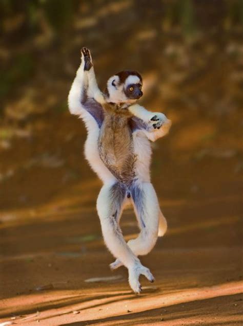 Lemur - Wikipedia | Dancing animals, Animals beautiful, Cute animals