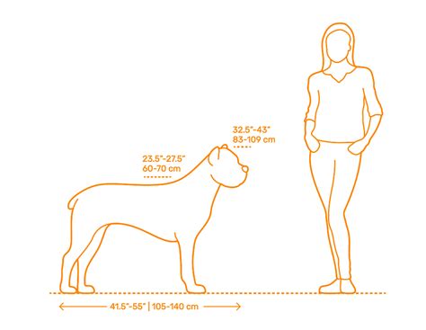 Cane Corso Dimensions & Drawings | Dimensions.Guide