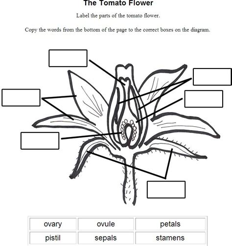 Free Printable Flower Parts Worksheets