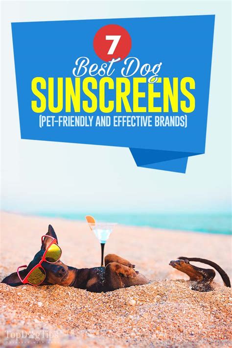 7 Best Dog Sunscreen Brands That Are Safe and Effective for Dogs