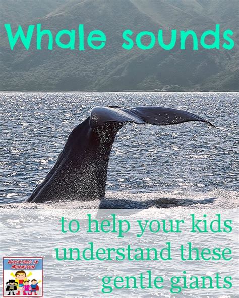 Whale sounds? Why do they make them, and what do they sound like? Whales sounds