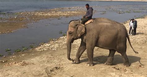 Elephant Safari at Chitwan ,Nepal Free Stock Video Footage, Royalty ...