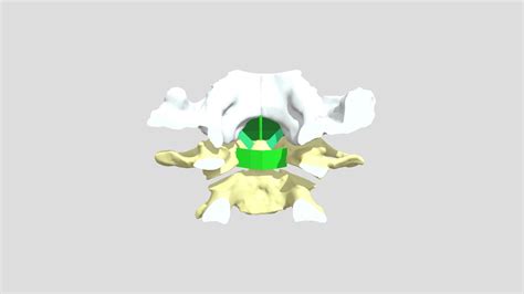 Atlantoaxial joint C1-C2 - 3D model by VivekAnatomy [5ef24fa] - Sketchfab