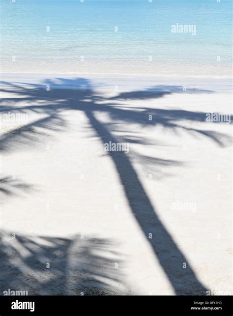 Palm tree shadow on a tropical beach Stock Photo - Alamy