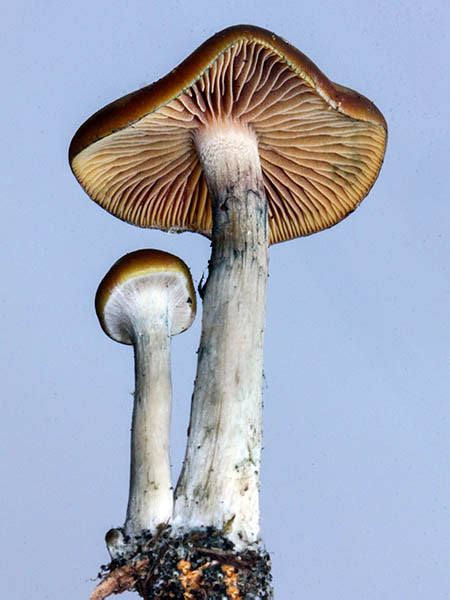 California Fungi: Psilocybe cyanescens