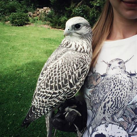 #gyrfalcon #rusticolus #falcon #falconry #sokolnictvi #sokolnictwo #bialozor #sokol #hunting # ...