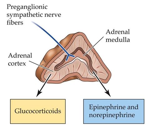 Insert drawing of adrenal gland here with the following caption: Structure of the adrenal gland ...