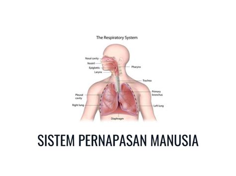 Sistem Pernapasan Manusia: Pengertian, Proses, Organ dan Bagian ...