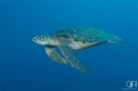 Turtle Tails: The Biology of Sea Turtles (Asian Diver Article 02/2011) | Dr Richard Smith ...