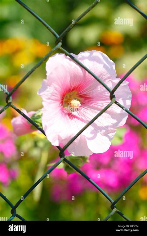 Green garden fence wire with summer flowers in a garden, Bruchhausen ...