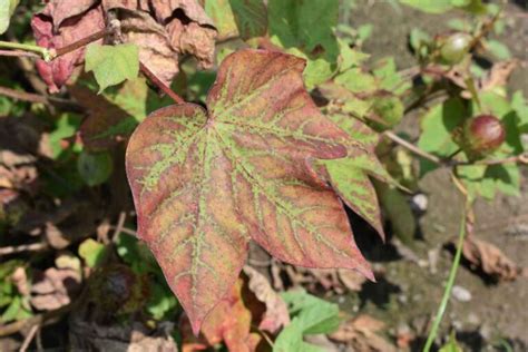 Grape Vine Diseases: How to Identify and Treat the 5 Most Common - Minneopa Orchards