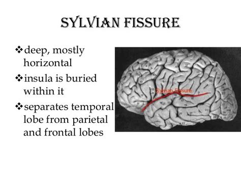 Fissure Definition Anatomy