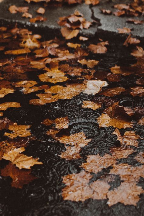 Pin by :) on Autumn | Autumn aesthetic, Autumn rain, Autumn cozy