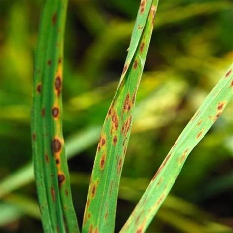 Leaf Spot Disease