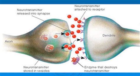 Download Free Medical Neurotransmitters and The Synapse PowerPoint ...