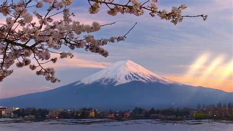 Spring Sakura Mount Fuji Live Wallpaper - MoeWalls